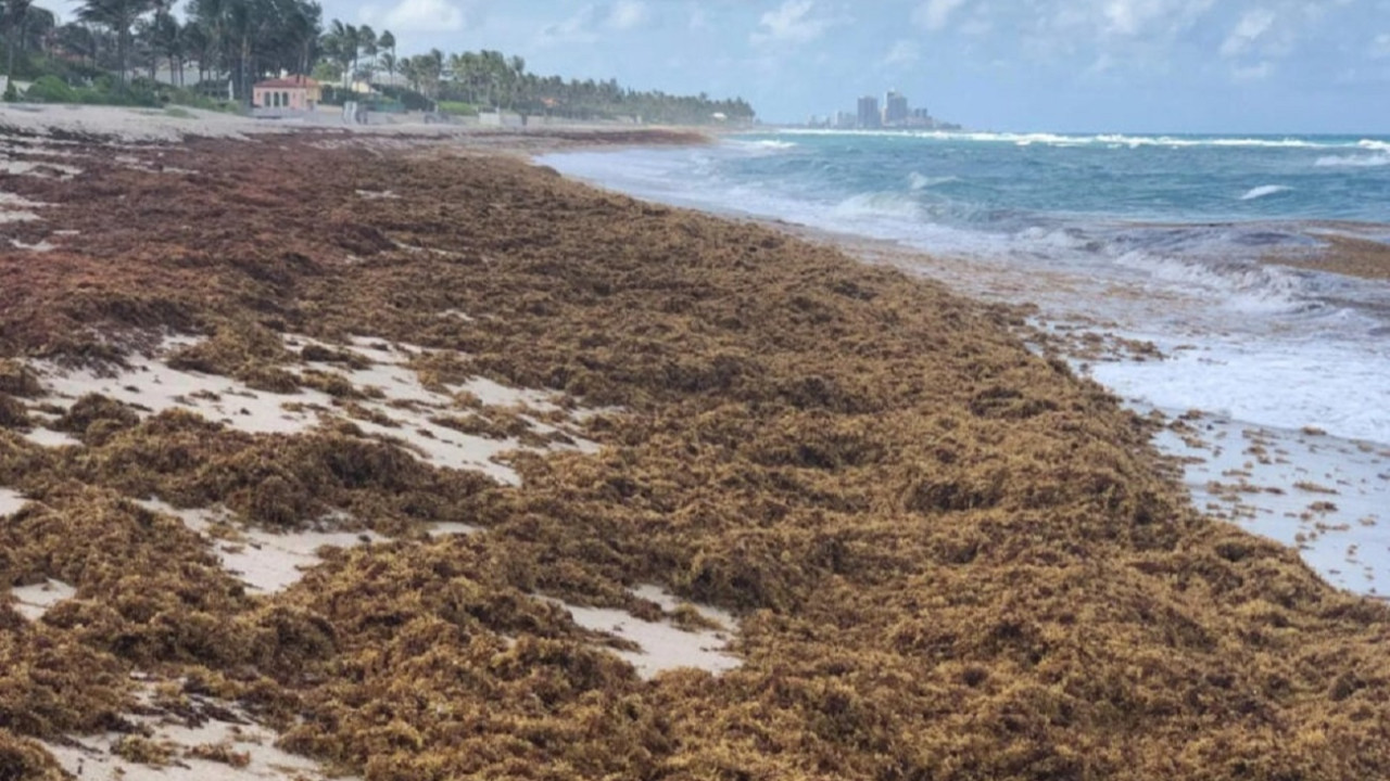 atlantik okyanusunu devasa ve kahverengi bir sey ele geciriyor yVa2WFG9