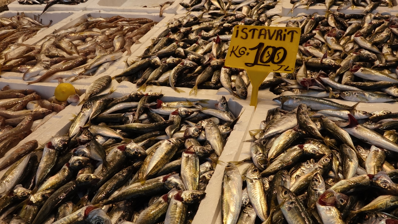av yasagi bitti tezgahlar istavritle doldu ilk haftada balik fiyatlari belirlendi J9kHTtTa