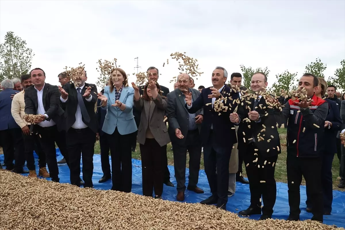 edirnede fistik festivali duzenlendi sMkLHiJ7.jpg