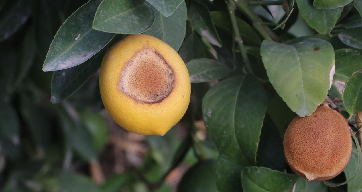 limonda dogal afet AaWZVVy6