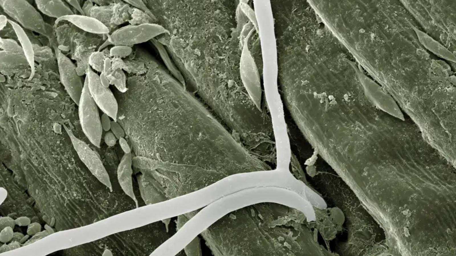 yapay zeka biyoteknolojiyi nasil terore donusturuyor tmYdcpfs.jpg